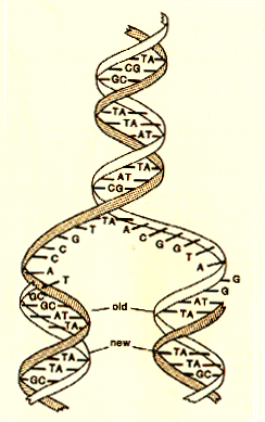 Double Helix