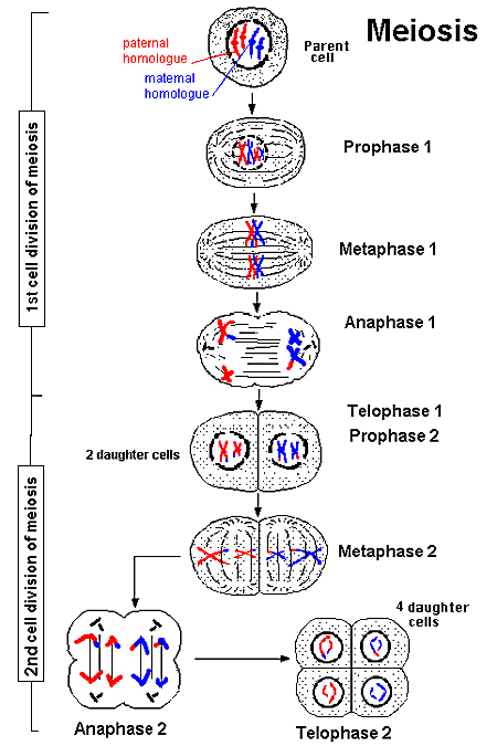 Meiosis-a picture.